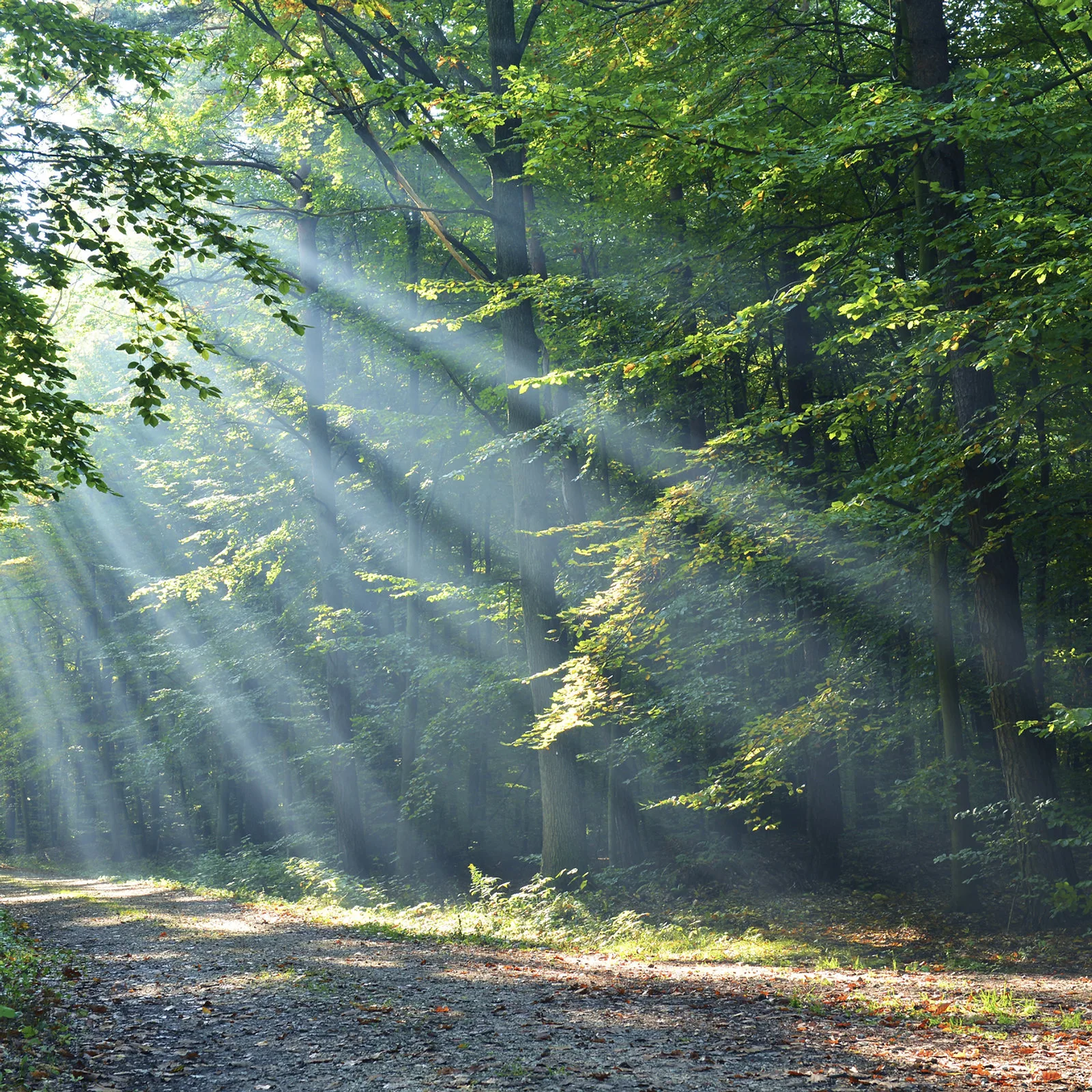 Wald – Ort einer freien Trauerzeremonie mit Sonja